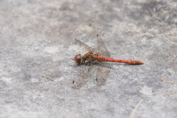 close up of a darter dragonfly on the ground
