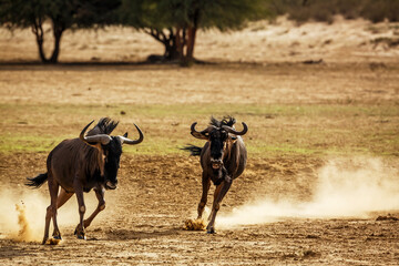 Two Blue wildebeest running after each othe in Kgalagadi transfrontier park, South Africa ; Specie Connochaetes taurinus family of Bovidae