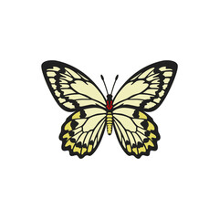 Realistic Golden Birdwing butterfly illustration. Beauty butterfly sticker