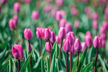 Amazing pink tulip flowers blooming in a tulip field, against the background of blurry tulip flowers.