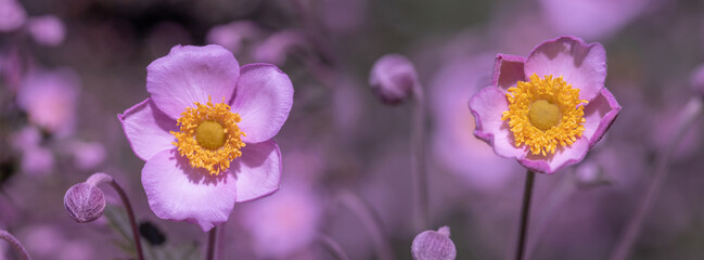 Pink japanese anemone,.beautiful floral background.