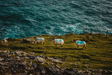 Sheep on slea head drive Dingle Ireland 