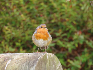 Red breasted robin perched on a gate post with a blurred green background
