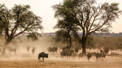 Herd of Blue wildebeest walking front view in sand dust in Kgalagadi transfrontier park, South Africa ; Specie Connochaetes taurinus family of Bovidae