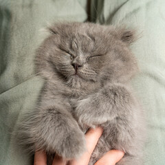 A gray fluffy kitten of the Scottish Fold breed sleeps in a girl