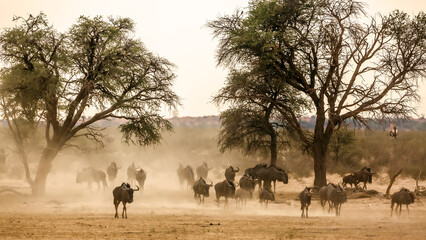 Herd of Blue wildebeest walking front view in sand dust in Kgalagadi transfrontier park, South...