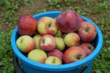 a full blue plastic bucket with beautiful fresh red apples stands outside on green grass