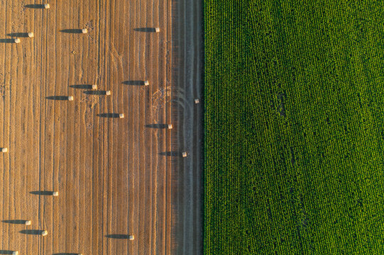 Aerial top down view of wheat and corn fields at sunset. Parallel lines and haystacks, image of agriculture in Normandy - green and gold