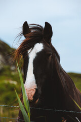 portrait of a horse Ireland 