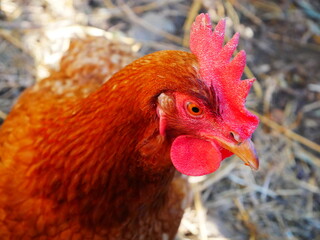 Une poule curieuse dans la cour du brocanteur