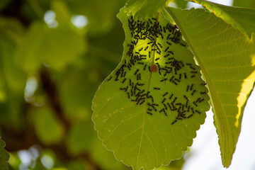 Um ninho de vespas em uma folha verde. - obrazy, fototapety, plakaty