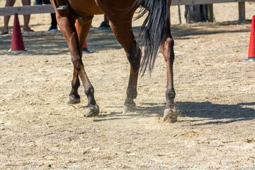 movement of the hooves that shake the ground at the equestrian school