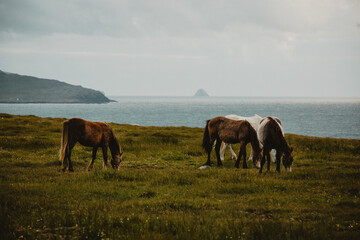 Horses close to the sea Ireland 
