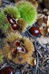 Castanea sativa sweet chestnut fruit