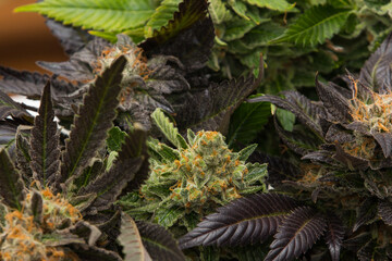 Different types of cannabis flowers together