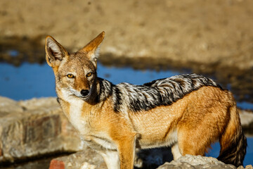 Fototapeta premium Black backed jackal portrait at waterhole in Kgalagadi transfrontier park, South Africa ; Specie Canis mesomelas family of Canidae