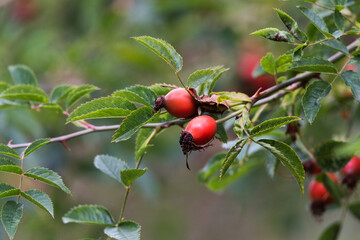 Berries for birds.Autumnal forest with acorns and various plants.
