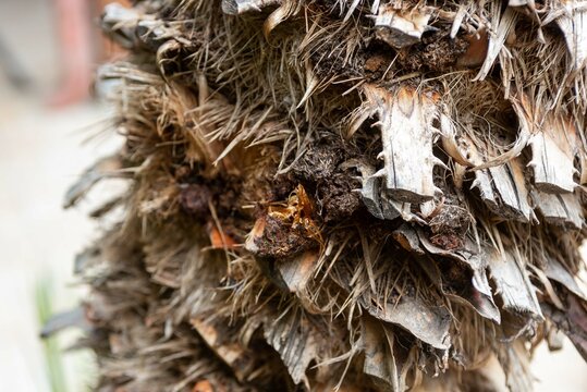 butterfly shell native to Argentina called Paysandisia archon devouring palm trees left abandoned after taking flight