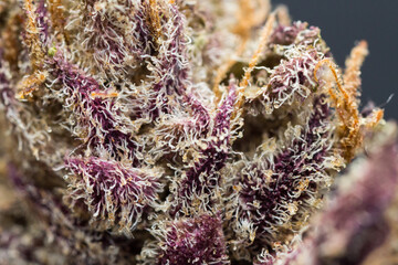 Close up macro of cannabis flower trichomes