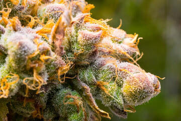 Close up macro of cannabis flower trichomes