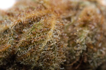 Close up macro of cannabis flower trichomes