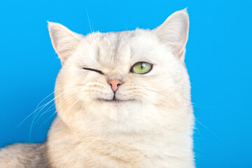 Funny portrait of a funny white fluffy purebred winking cat on a blue background