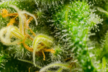 Close up macro of cannabis flower trichomes