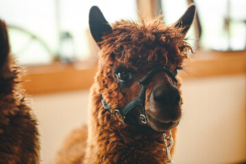 llama alpaca two animals brown color in nature at the ceremony animals at the wedding