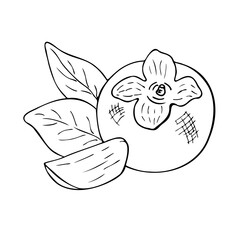 persimmon fruit with a slice and leaves, hand drawing with hatching