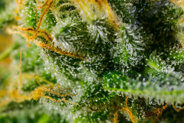 Close up macro of cannabis flower trichomes