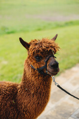 llama alpaca two animals brown color in nature at the ceremony animals at the wedding