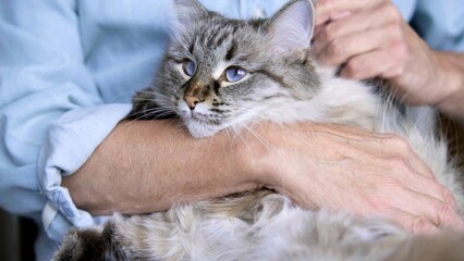 Male hand stroking a domestic Long haired cat. love for a pet. A hand caresses a cat. Pet care...