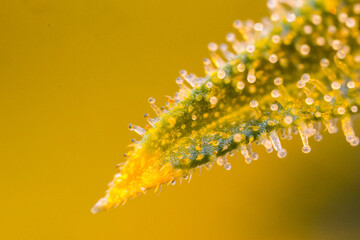 Cannabis flower bud macro super close up