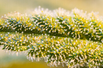 Cannabis flower bud macro super close up