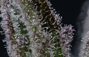 Cannabis flower bud macro super close up