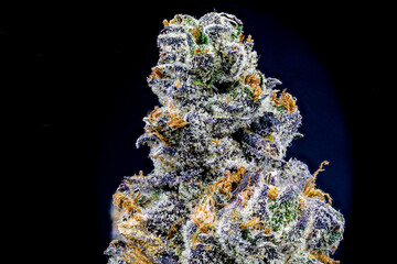 Isolated cannabis flower bud super close up