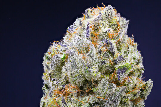 Isolated cannabis flower bud super close up