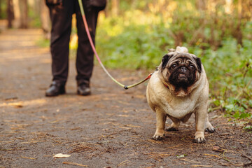 A pug dog on a leash on a walk with the owner.