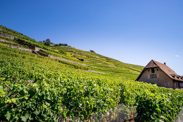 Fototapeta na wymiar Le Vignoble de Lavaux classé au patrimoine mondial de l'humanité en Suisse