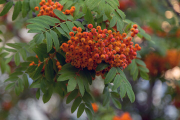 Ripe rowan berries on branches among green leaves. Medicinal plant. Beauty of nature.