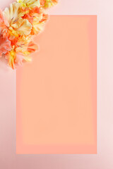 Delicate gladioli flowers on a pink gradient background. Top view, flat layout, feminine composition. Greeting card, Valentine's Day, Mother's Day. Space for text. Copy space