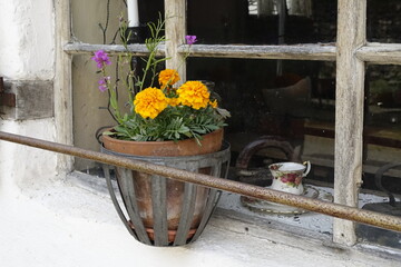 Flowerpot with orange Tagetes on the window sill of an antique house, sunny spring day (horizontal), Wolfstein, RLP, Germany