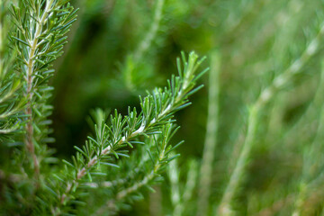 Close-up fresh organic Rosemary herb grow outdoor. Aromatic and medicinal PIanta. Healthy, natural condiments for cooking, making a honey Bio ingredients for cosmetics,