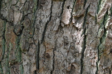 Photo of trunk surface texture of Camphor tree.