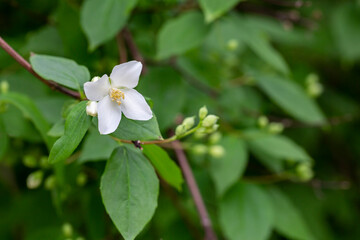 Philadelphus They are named mock-orange in reference to their flowers, flowers and jasmine Jasminum