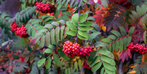 Ripe rowan berries and colorful rowan leaves in autumn. Medicinal plant. Beauty of nature. Autumn background.