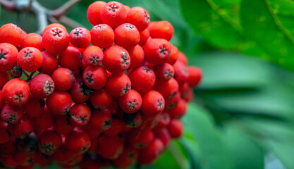 Ripe rowan berries on branches among green leaves. Medicinal plant. Beauty of nature.