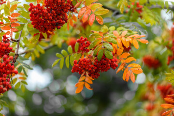 Ripe rowan berries and colorful rowan leaves in autumn. Medicinal plant. Beauty of nature. Autumn...