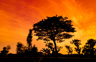 Natural panorama of beautiful orange sky at sunset and tree silhouette. beautiful nature evening sky background 