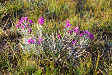 Undersized bush of pink mountain flowers in grass at autumn day